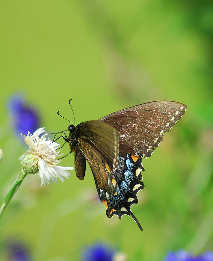 Butterfly on Flower Photograph by Wanda Jesfield