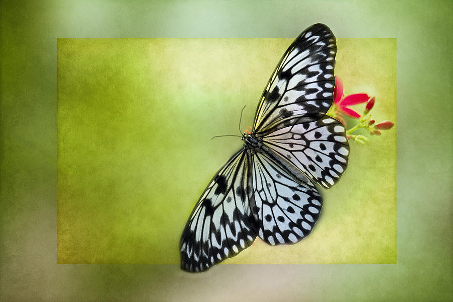 Butterfly on Green Photograph by Rebecca Cozart