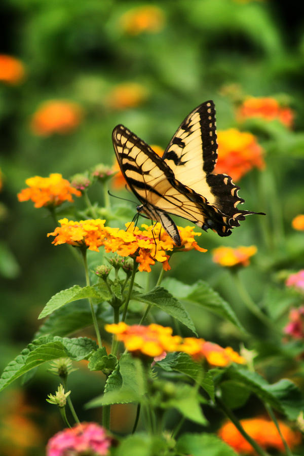 Butterfly on Lantana Photograph by Lynne Jenkins