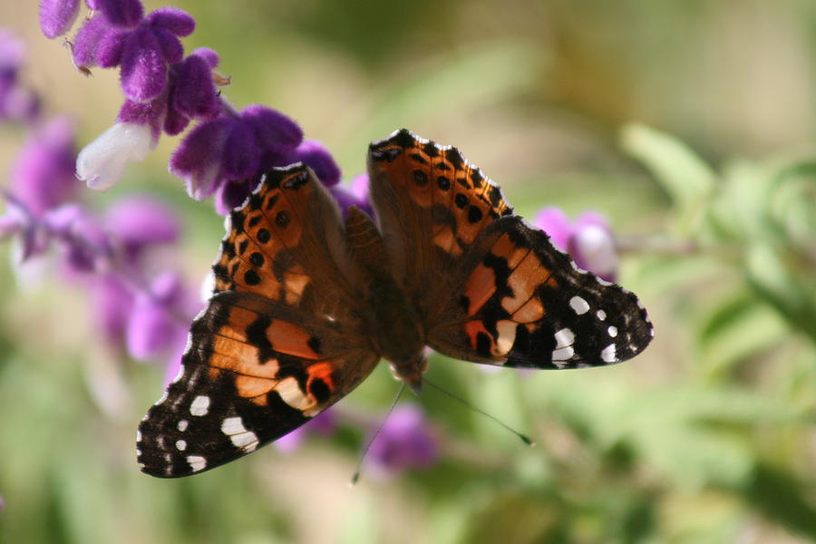 Butterfly Photograph - Butterfly on Lavender by Berta Barocio-Sullivan