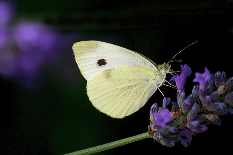 Butterfly On Lavender Flower Photograph by Annfrau