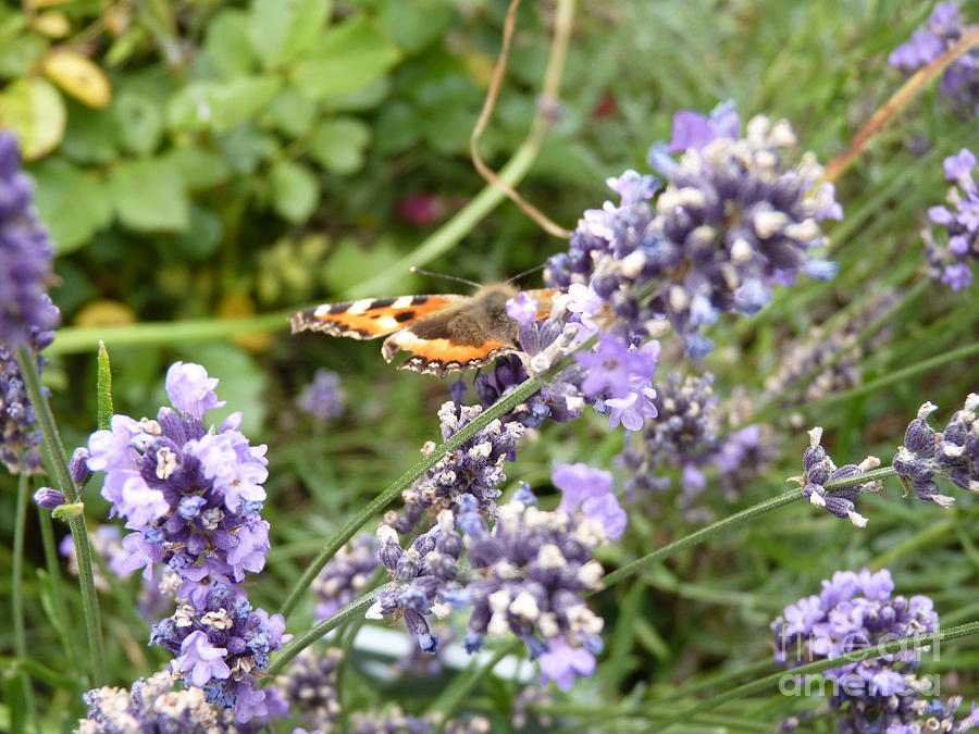 Butterfly on Lavendula Photograph by Eva-Maria Di Bella