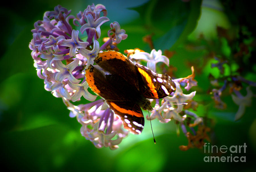 Butterfly on Lilac Photograph by Kevin Fortier