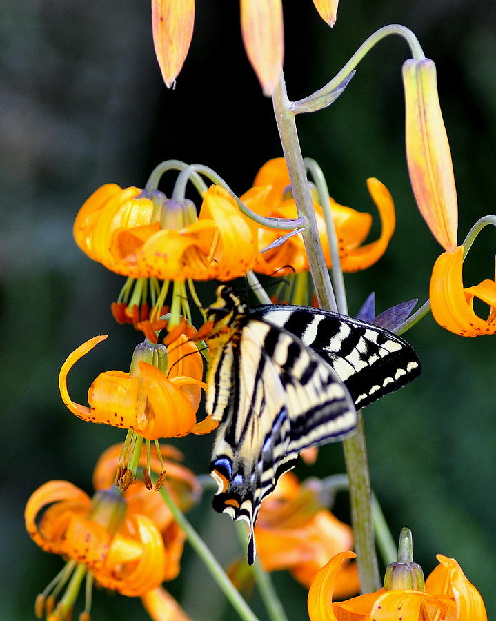 Butterfly on Lily Photograph by Scott Gould