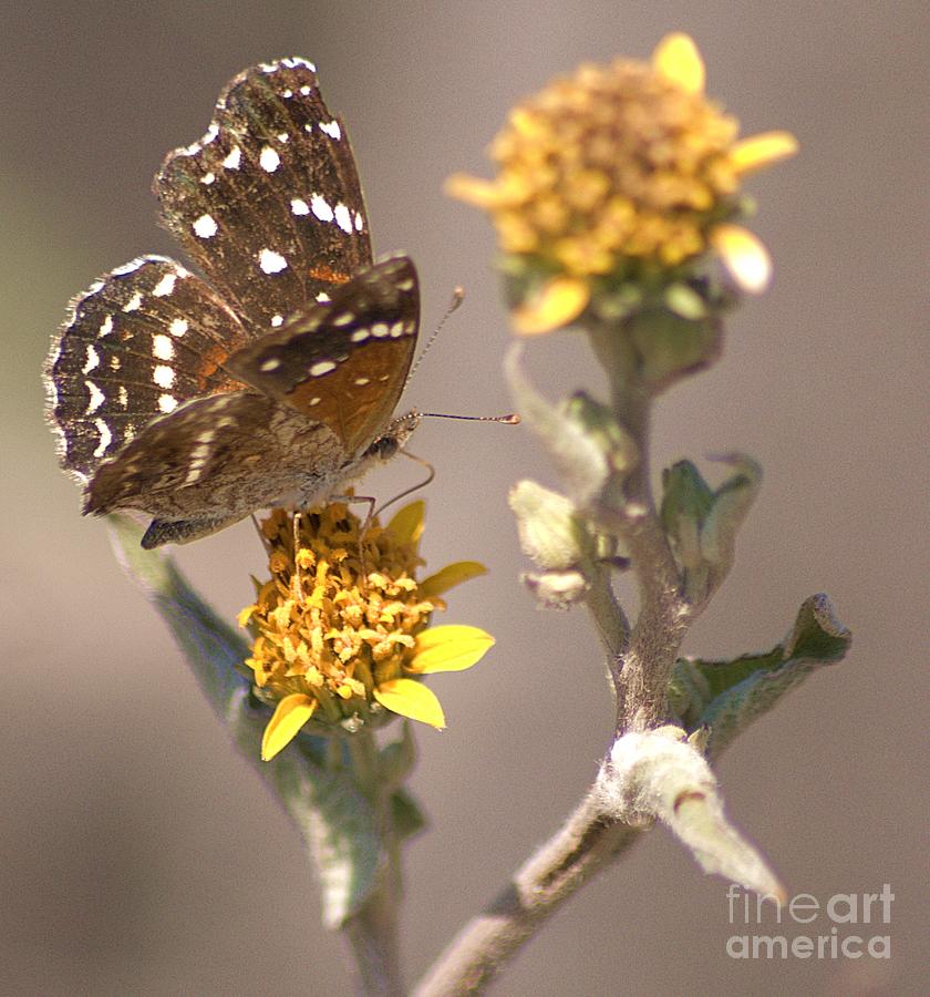 Butterfly On Marigold 1 Digital Art by John  Kolenberg