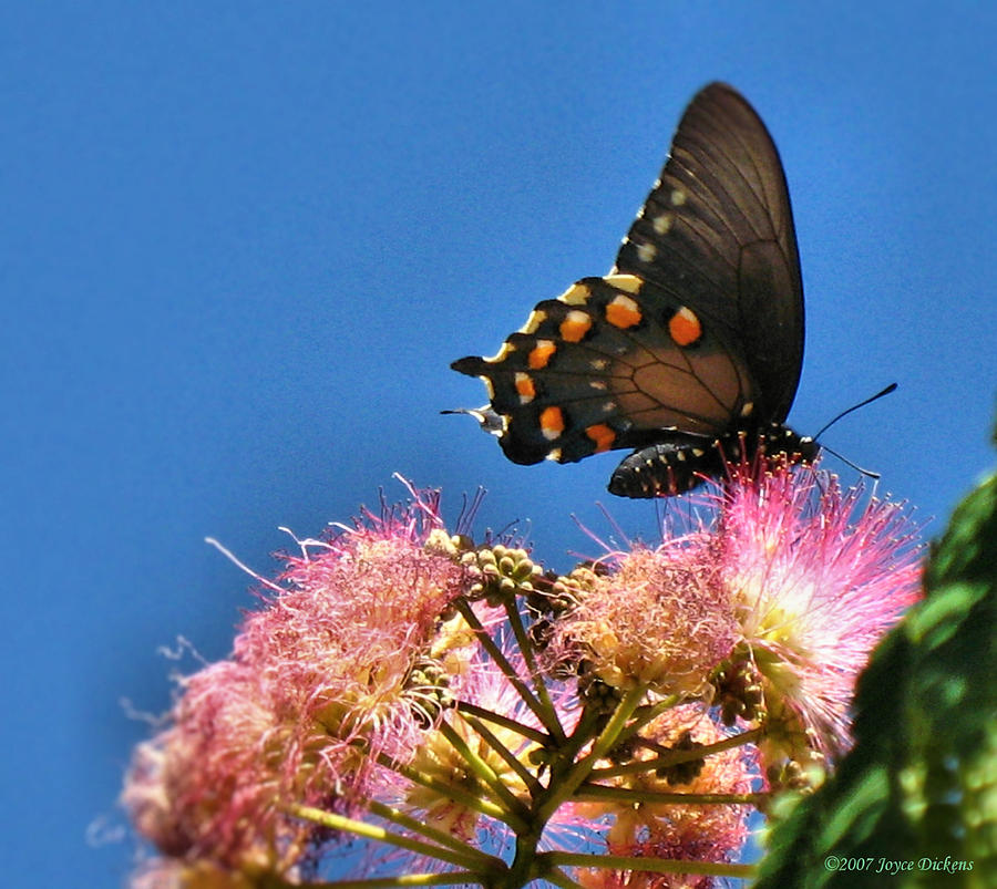 Butterfly On Mimosa Blossom Photograph by Joyce Dickens