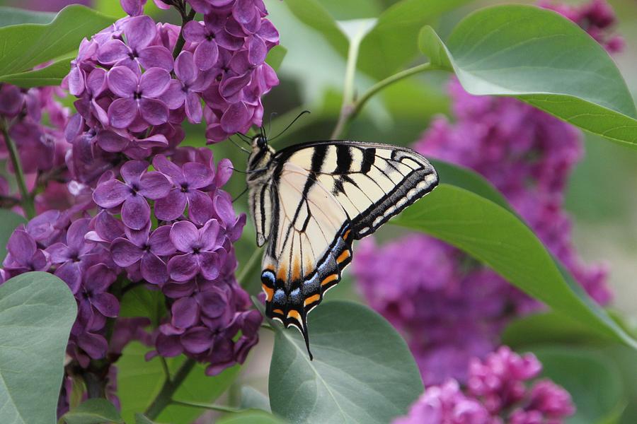 Butterfly on my Lilac Photograph by Judy DuBois - Fine Art America