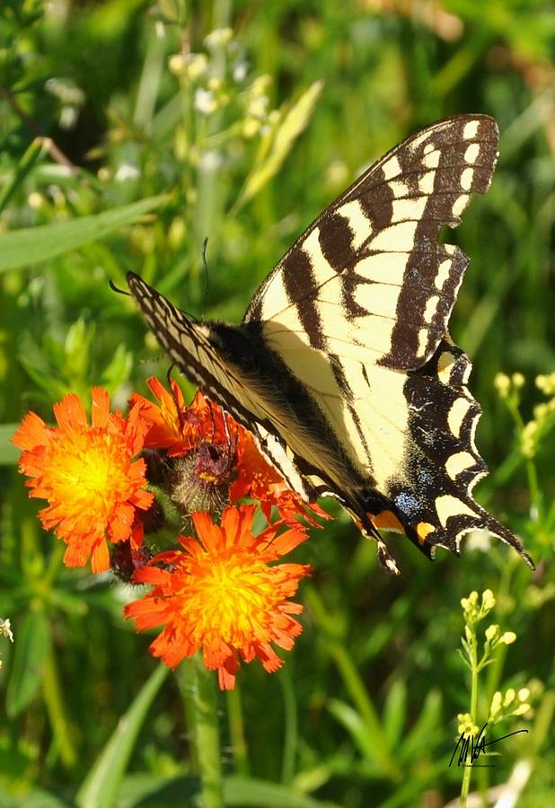 Butterfly On Orange Flowers Photograph