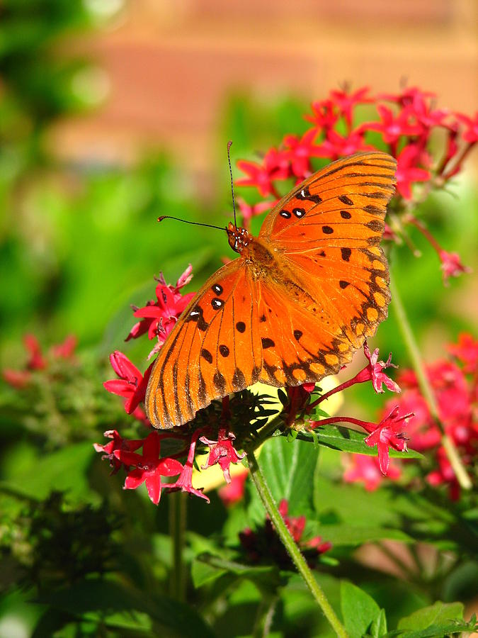 Butterfly on Pentas Photograph by Carla Parris