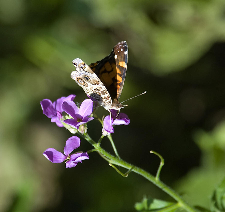 Butterfly on Phlox bloom Photograph by Sarah McKoy
