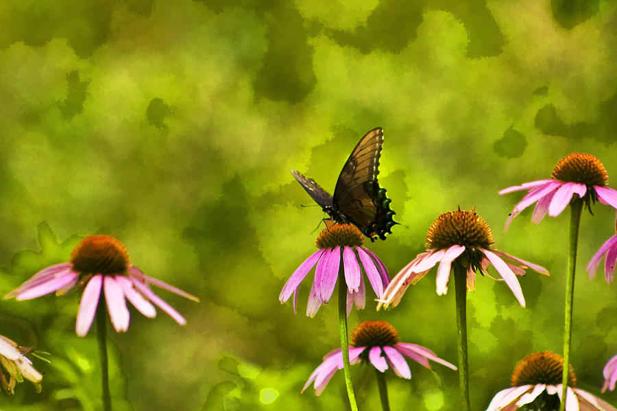 Butterfly On Pink Flower Photograph by Scott Wood