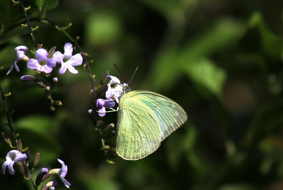 Butterfly on Purple Flower Photograph by Ramabhadran Thirupattur