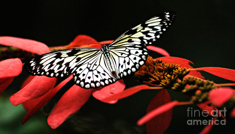 Butterfly On Red Photograph by Bob Christopher