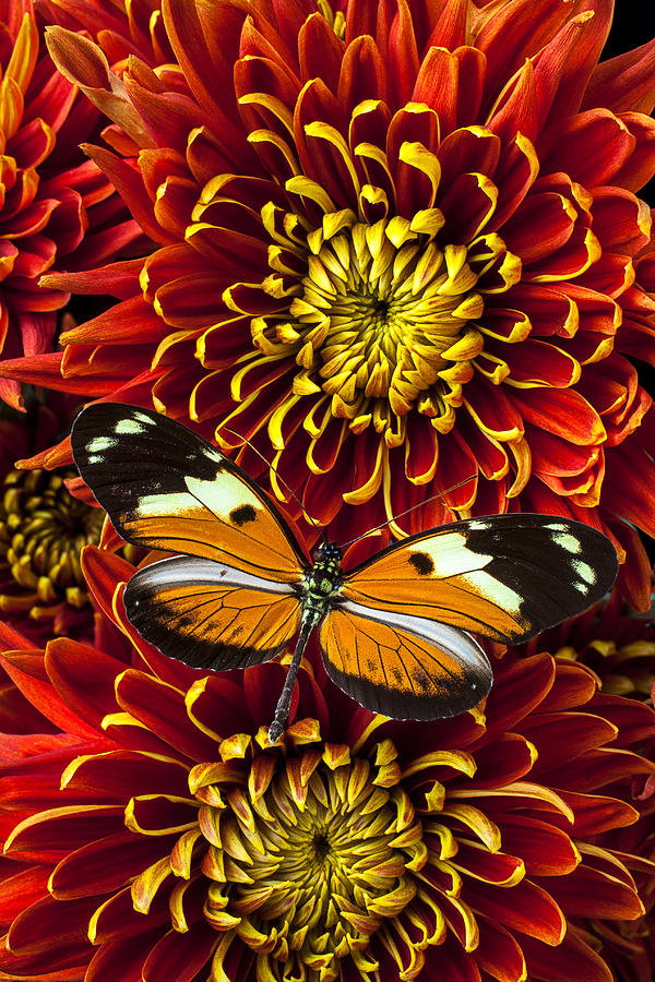 Butterfly on spider mums Photograph by Garry Gay