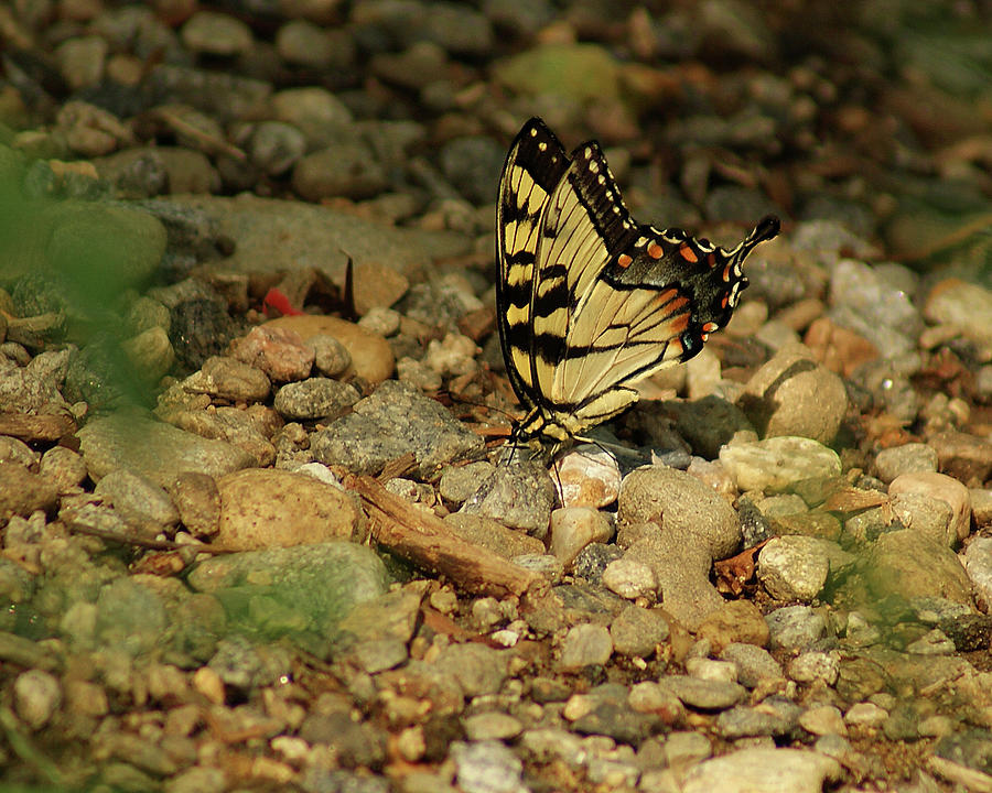 Butterfly on the Rocks Photograph by Margie Avellino