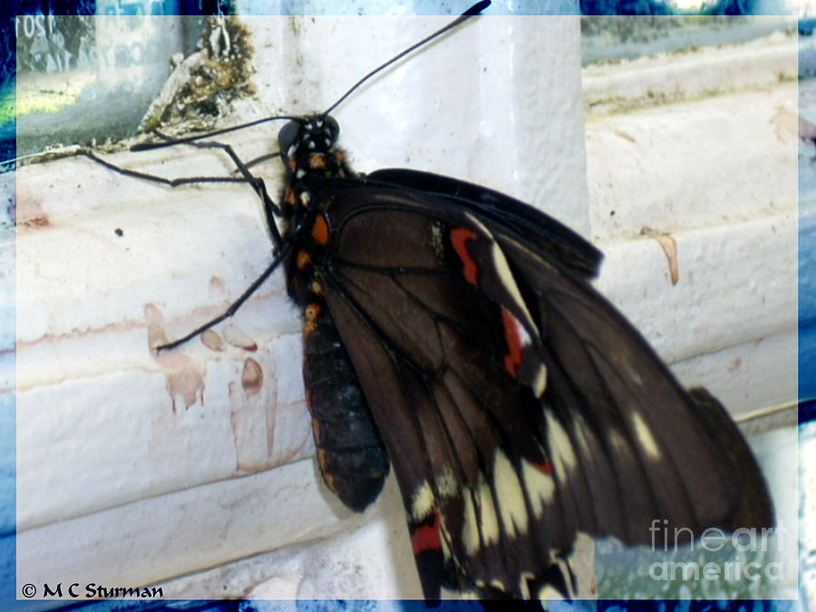 Butterfly on window sill Photograph by M c Sturman