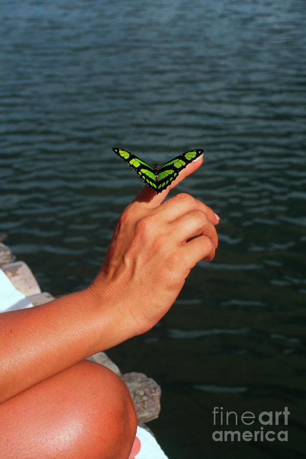 Butterfly on Womans Hand Photograph by Thomas R Fletcher