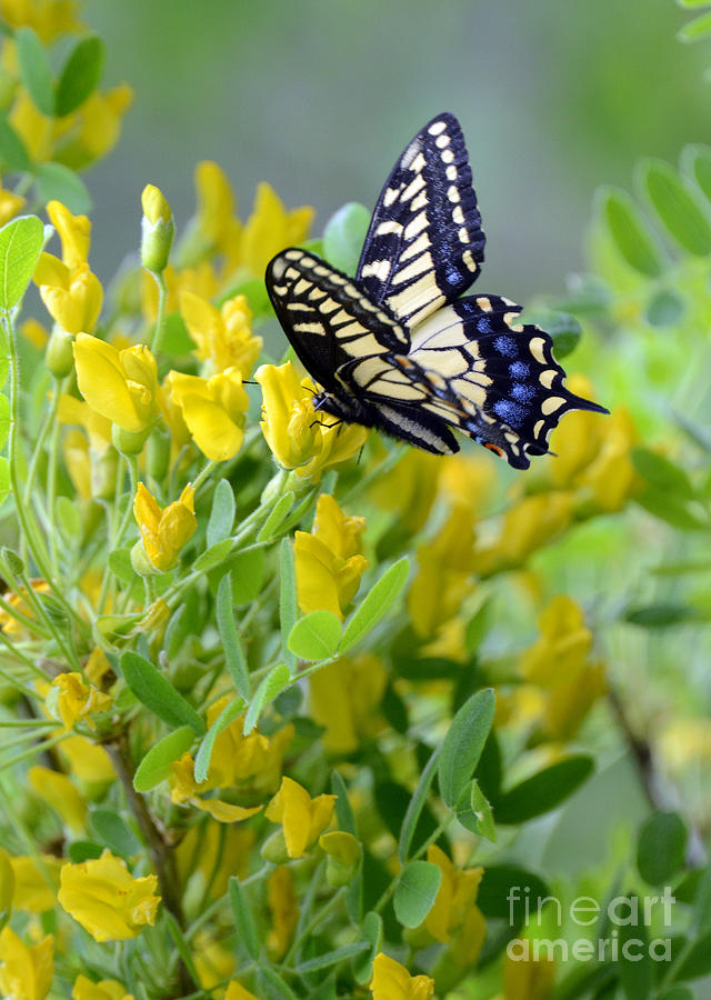 Butterfly on Yellow Flowers Photograph by Jill Battaglia