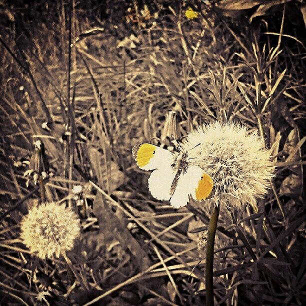 Butterfly Photograph - #butterfly #orange Tip And #dandelions by Linandara Linandara
