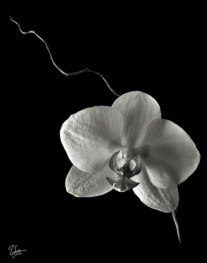 Butterfly Orchid in Black and White Photograph by Endre Balogh