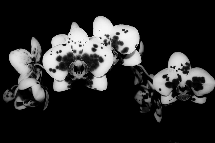 Butterfly Orchid in the Shadows Photograph by DigiArt Diaries by Vicky B Fuller