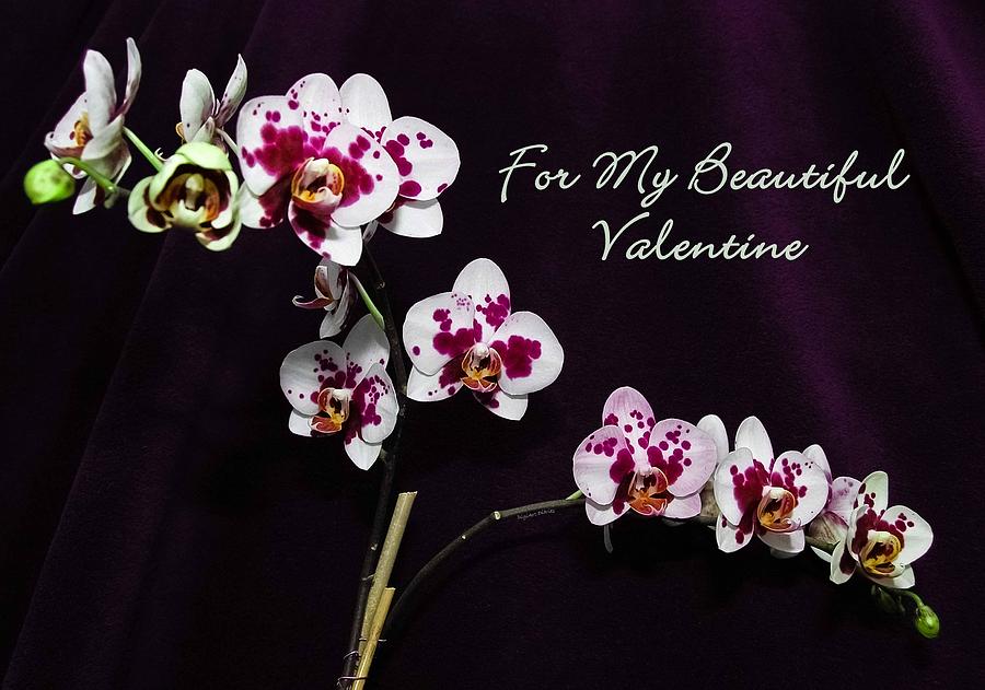Butterfly Orchid Valentine Photograph by DigiArt Diaries by Vicky B Fuller