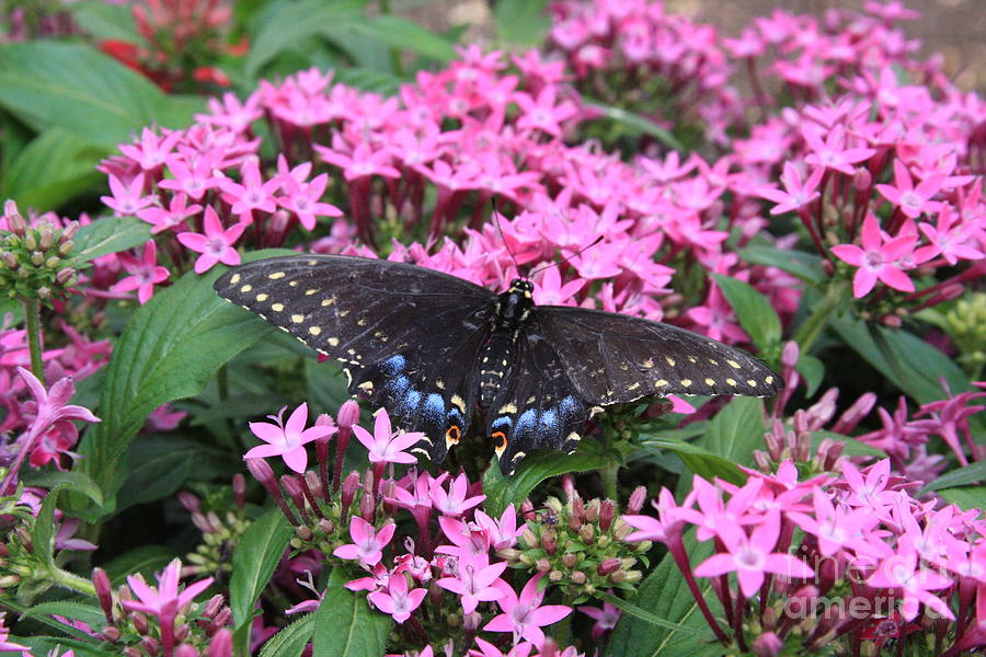 Butterfly Pinkflowers Photograph by Jerry Bunger