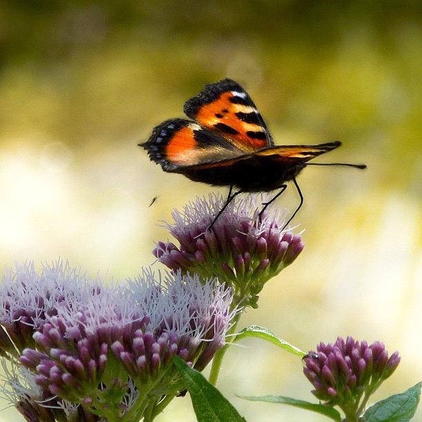 Butterfly Photograph - Butterfly by Rachel Williams