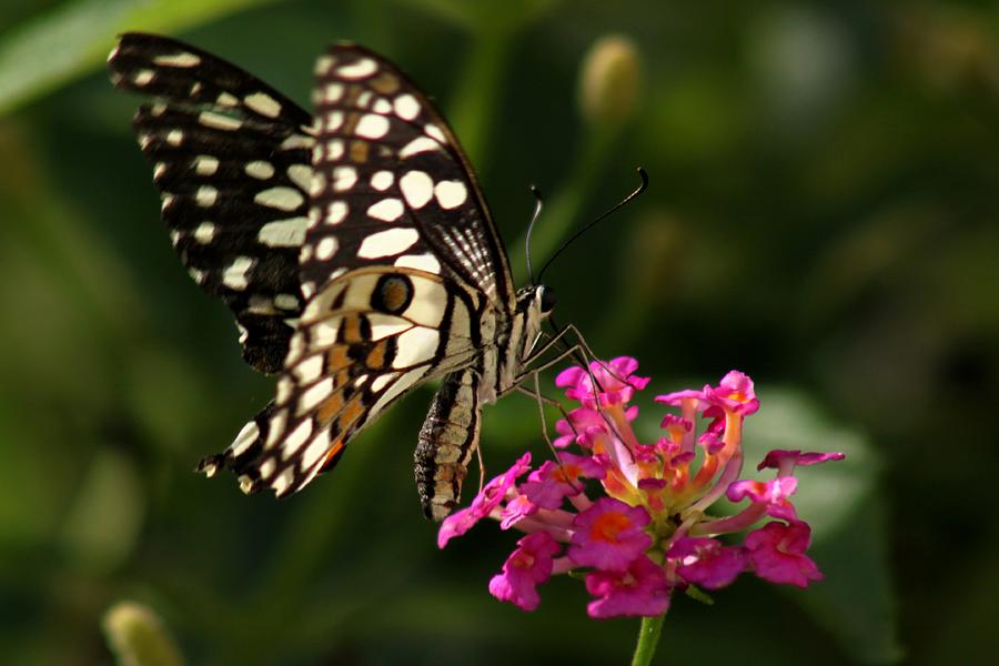 Butterfly Photograph by Ramabhadran Thirupattur