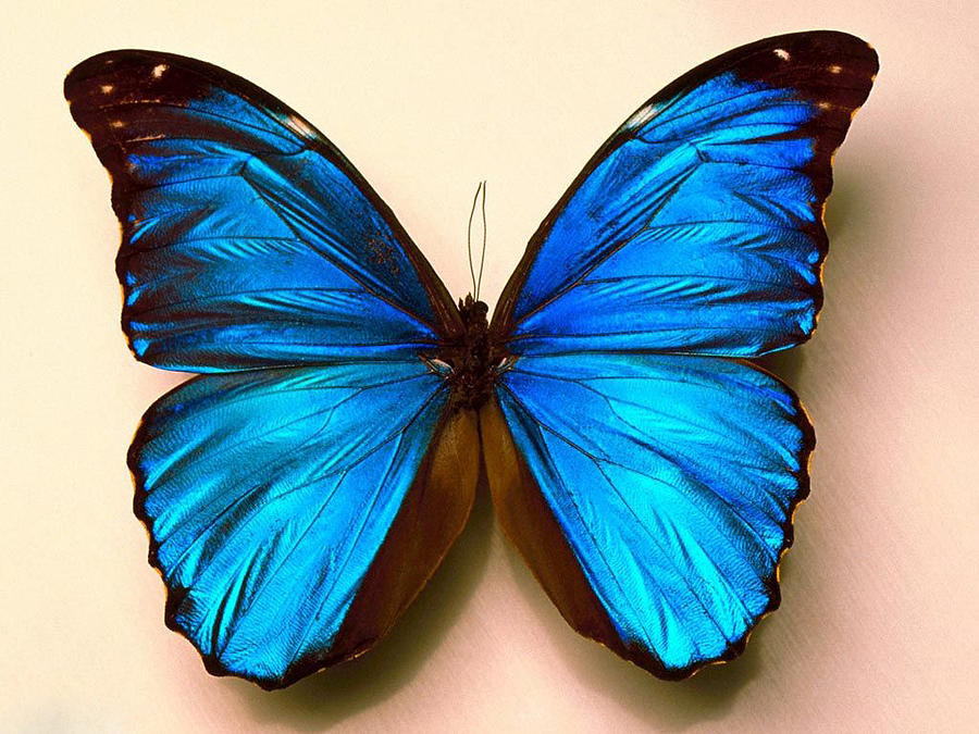Buterfly Photograph - Butterfly by Ravindu Perera