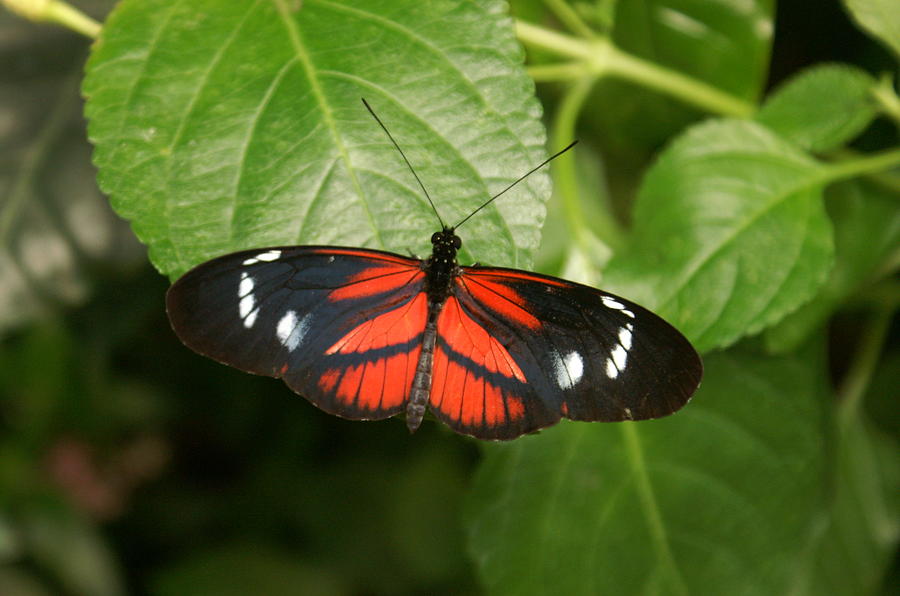 Butterfly Rest Photograph by Kenric A Prescott - Fine Art America