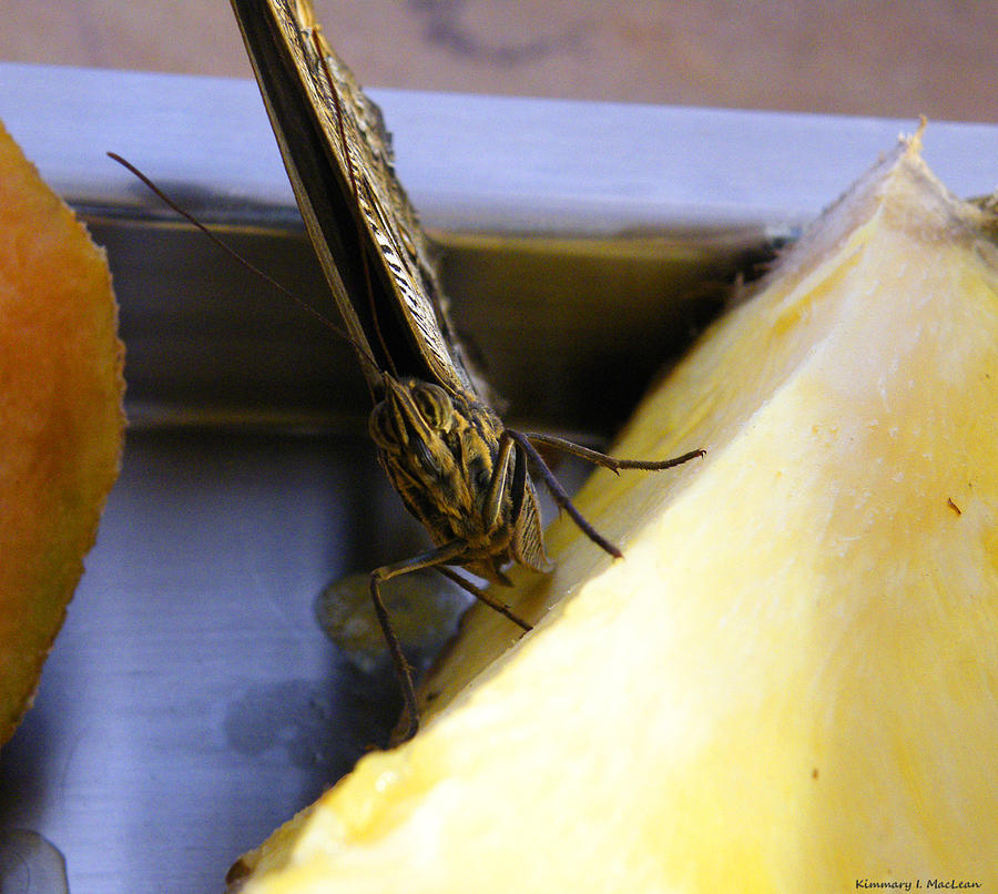 Butterfly Resting on Fruit Photograph by Kimmary MacLean