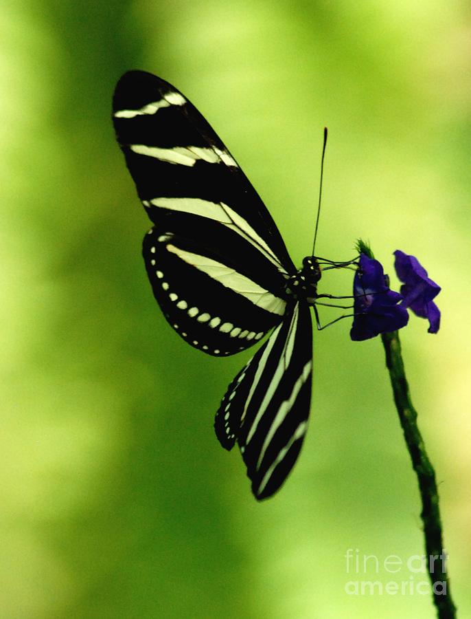 Butterfly Photograph by Ronald Grogan