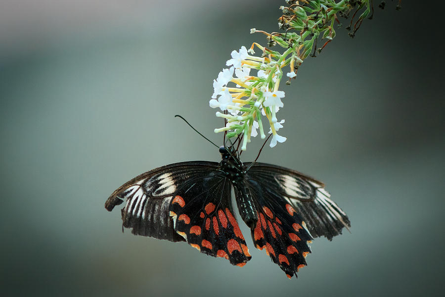 Butterfly Photograph by SAURAVphoto Online Store