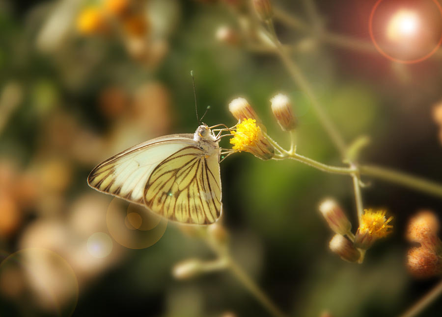 Butterfly Photograph by Sergey Nassyrov