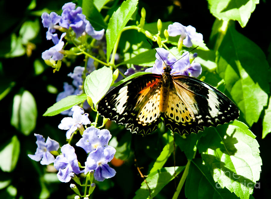 Butterfly Photograph by Shijun Munns