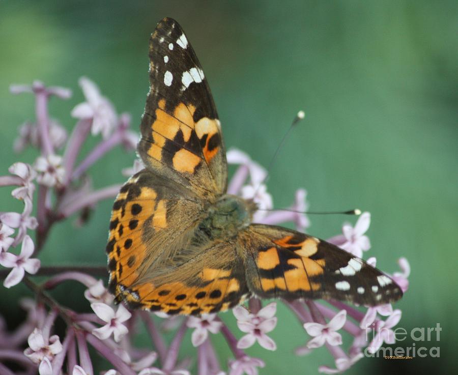 Butterfly Splendor Photograph by Veronica Batterson