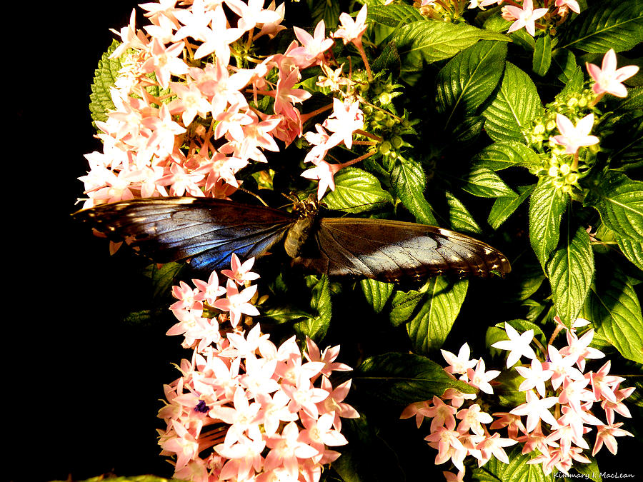 Butterfly Still Life Photograph by Kimmary MacLean