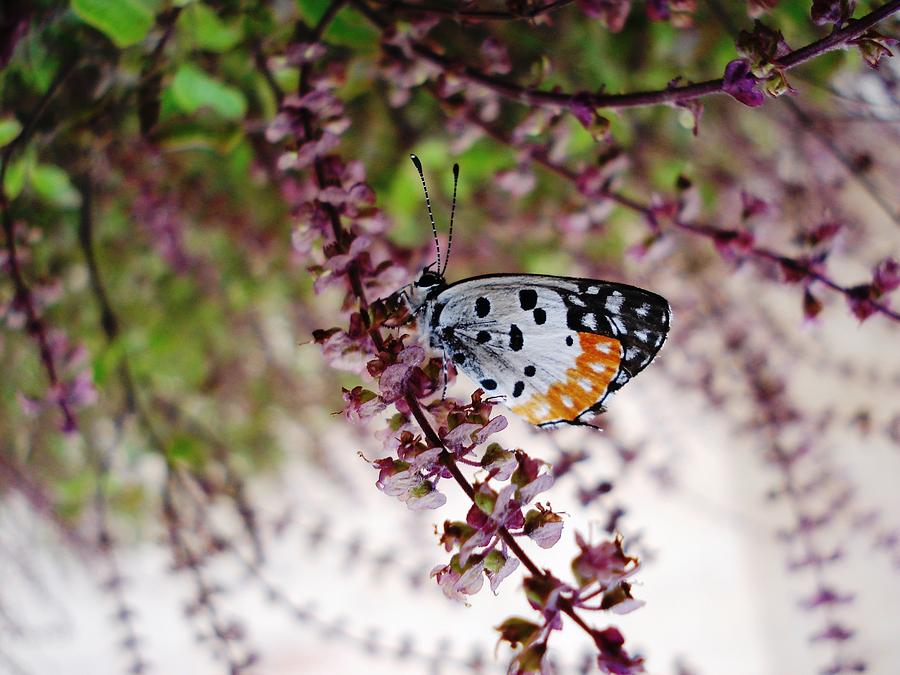 Butterfly  Photograph by Sumit Mehndiratta
