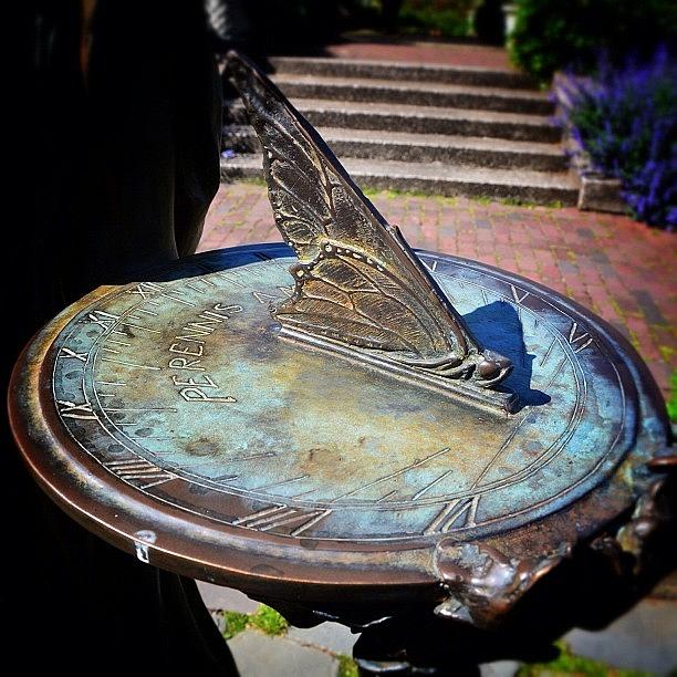 Butterfly Photograph - Butterfly Sun Dial by Natasha Marco