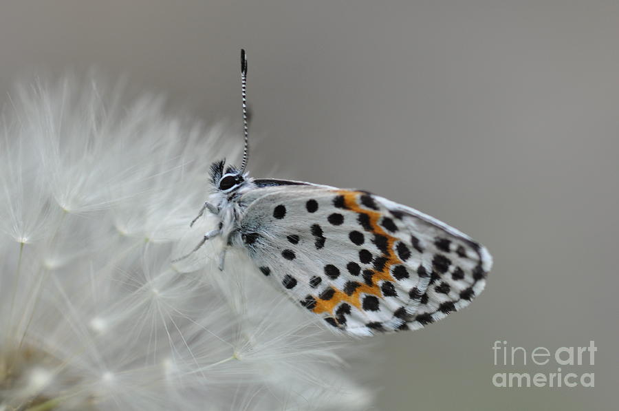 Butterfly Photograph by Sylvie Leandre