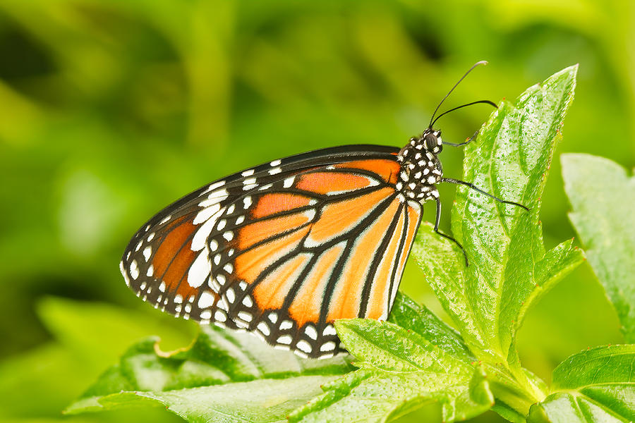 Butterfly Thailand Photograph By Chatchawin Jampapha - Pixels