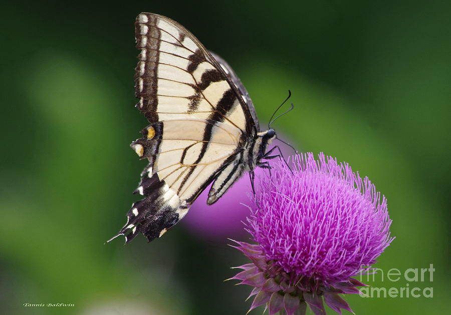 Butterfly Thistle 1 Photograph by Tannis  Baldwin