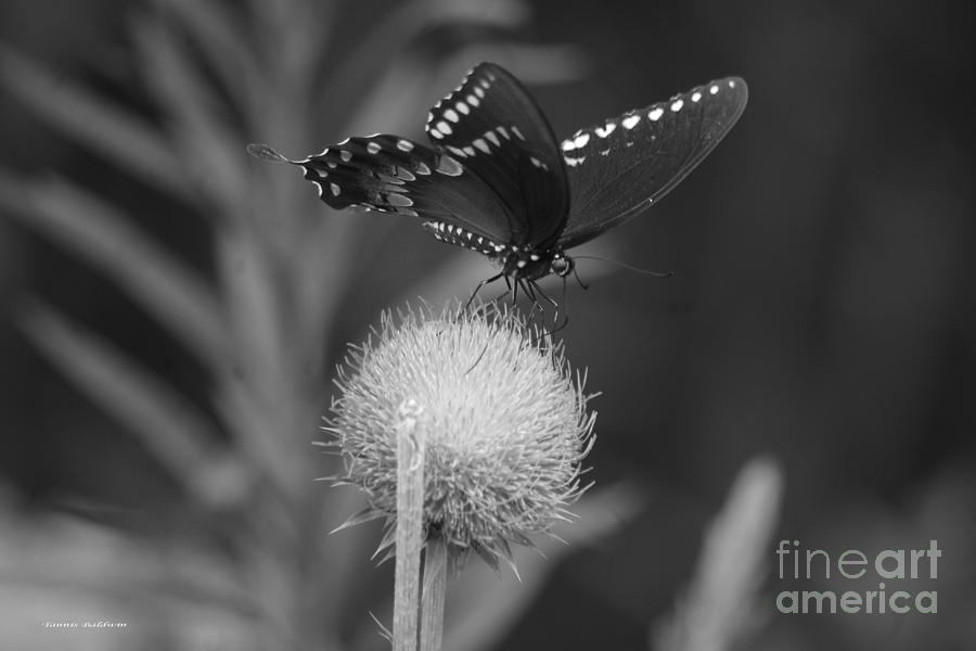 Butterfly Photograph - Butterfly Thistle 2  BW by Tannis  Baldwin