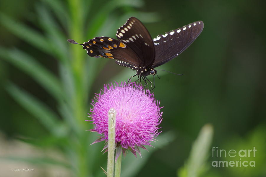 Butterfly Photograph - Butterfly Thistle 2 by Tannis  Baldwin