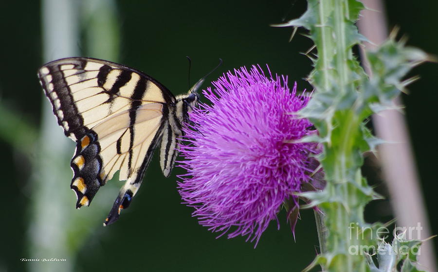 Butterfly Photograph - Butterfly thistle by Tannis  Baldwin