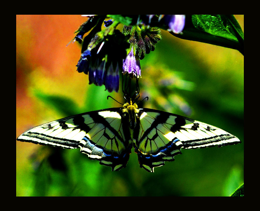 Butterfly Upside Down on Comfrey Flowers Photograph by Susanne Still