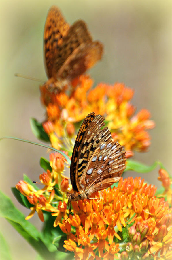 Butterfly Weed 2 Photograph by Marty Koch