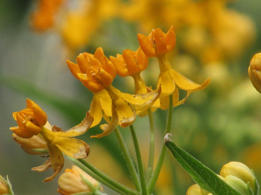 Flowers Still Life Photograph - Butterfly Weed by Alfred Ng