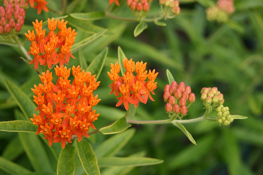 Butterfly Weed From Bud to Flower Photograph by Robert E Alter Reflections of Infinity LLC